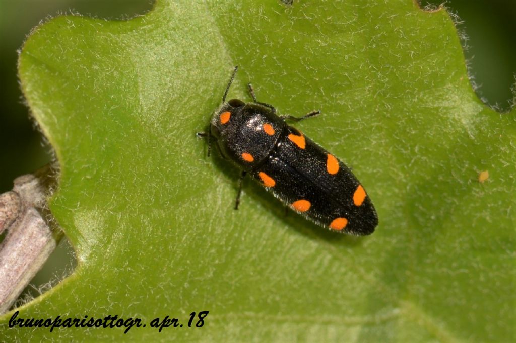 Buprestidae da ID: Ptosima undecimmaculata